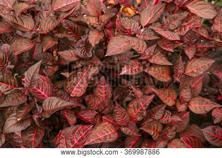 Cordyline Fruticosa Evergreen Flowering Plant, Asparagaceae. Red Plant Is Of Great Cultural Importan