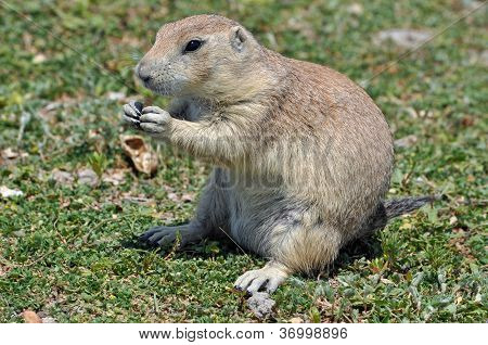 Prairie Dog