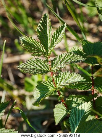 Young Leaves Filipendula Ulmaria - Meadowsweet Close Up