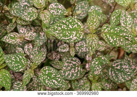 Hypoestes Phyllostachya With Pink Spotted Leaves In Tropical Jungle, Bali Island In Indonesia.close 