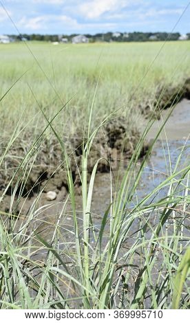 Beautiful Tidal Marsh With Water Ways And Marshy Wetlands.