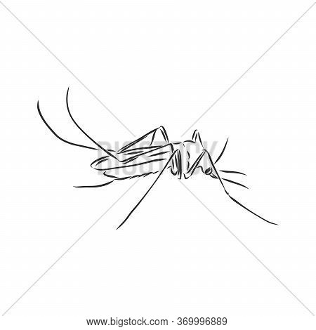Hand Sketch Mosquito. Vector Illustration, Mosquito, Vector Sketch Illustration