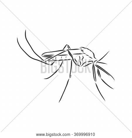 Hand Sketch Mosquito. Vector Illustration, Mosquito, Vector Sketch Illustration