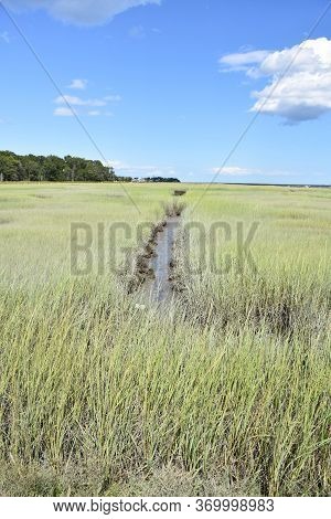 Tidal Marsh Full Of  Long Grass In The Spring Time.