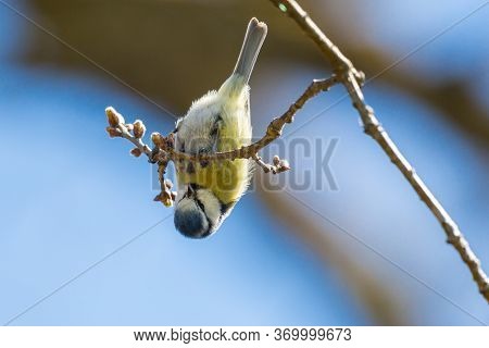 Blue Tit Bird (parus Caeruleus) Hanging Upside Down Head First On Tree Branch