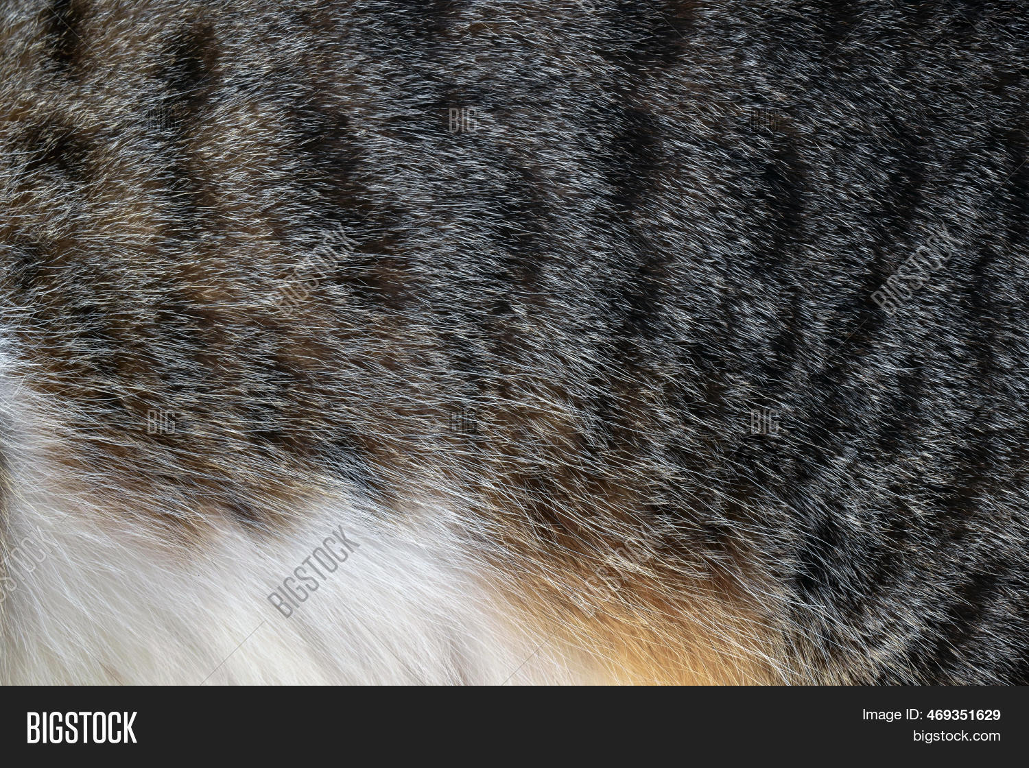 Cat Fur Texture Image & Photo (Free Trial) Bigstock