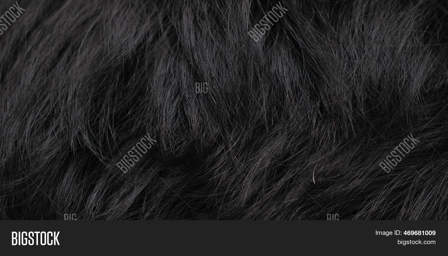 Black Dog Fur Visible Image & Photo (Free Trial) Bigstock