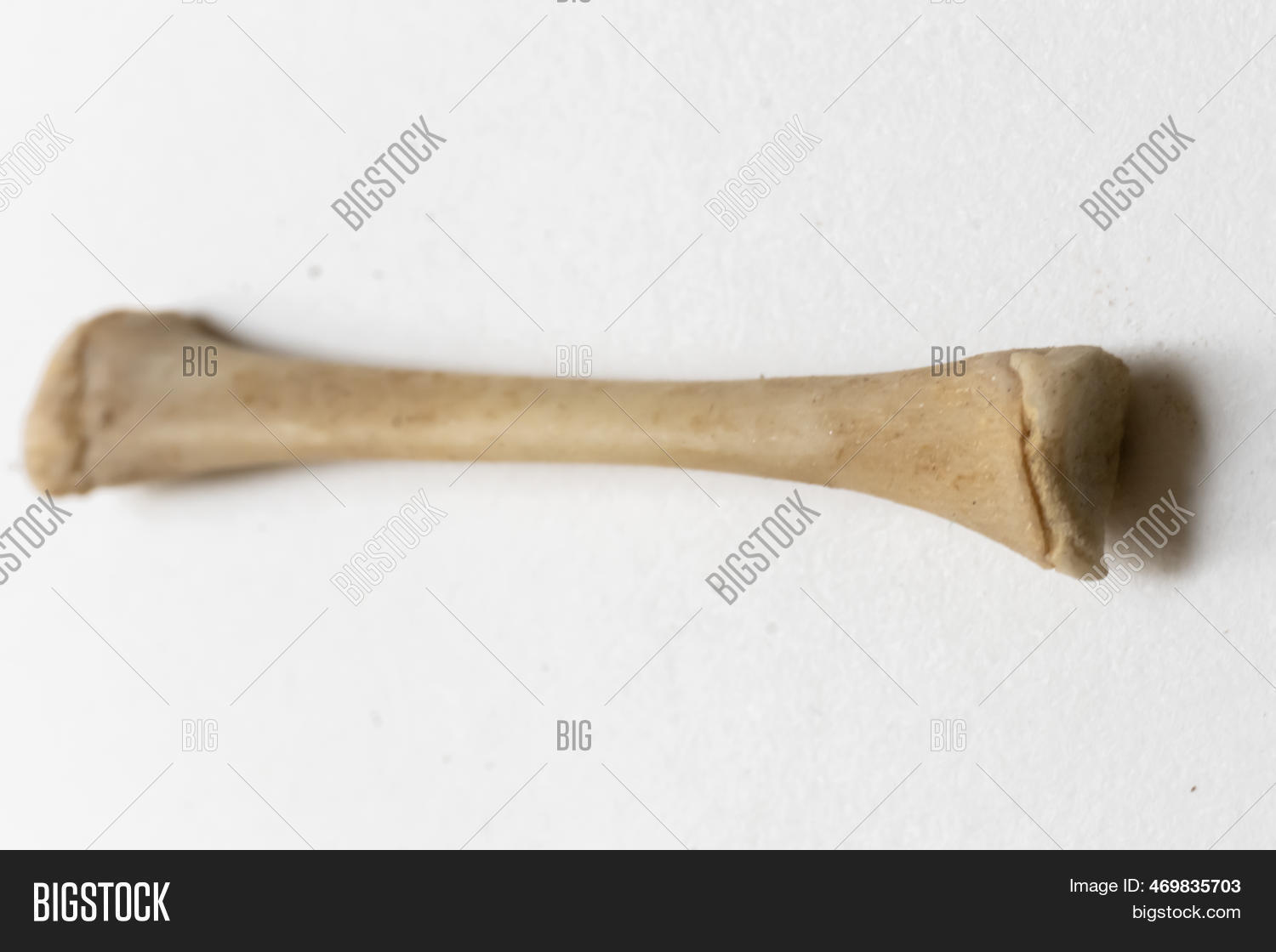 Femer Bird Anatomy Image Photo Free Trial Bigstock Femer Bird Anatomy Image Photo Free Trial Bigstock