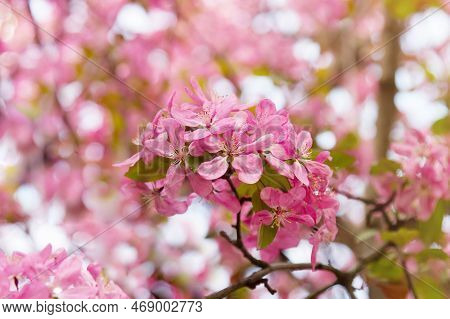 Branch With Blossoming Bright Pink Flowers Of Paradise Apple Tree. Spring Garden. Beauty Of Nature.