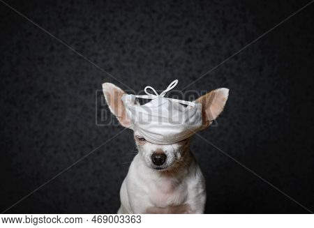 Close-up Portrait. A Small Chihuahua Dog Is Sitting With His Eyes Closed. A White Gauze Patch Came O