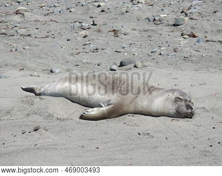 A Young Elephant Seal Enjoying A Warm, Sunny Day On The Arroyo Laguna Beach In San Simeon, Californi