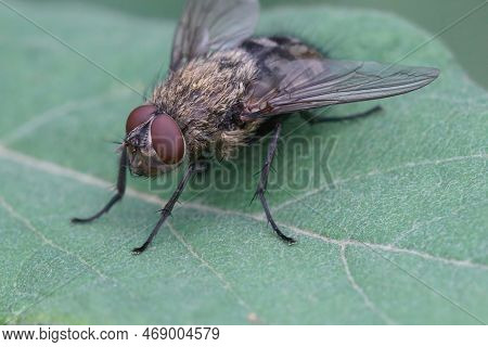 Natural Closeup Of A Hairy Fly , Pollenia Species, Against A Blurred Background, Sitting On A Green 