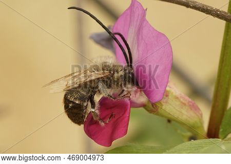 Natural Closeup On A Male Longhorn Solitary Bee, Eucera, Sipping Nectar From A Pink Lathyrus Flower