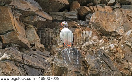 Atlantic Puffin On A Seaside Cliff In The Svalbard Islands In Norway