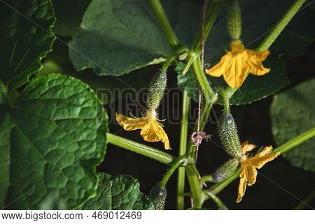Cucumber Plant Vine With Kukes And Flowers In Greenhouse