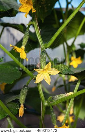 Cucumber Plant Vine With Kukes And Flowers In Greenhouse