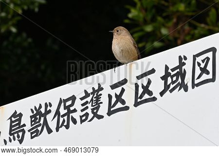 A Female Daurian Redstart Perched On A Sign That Says 'wildlife Sanctuary' In Japanese.