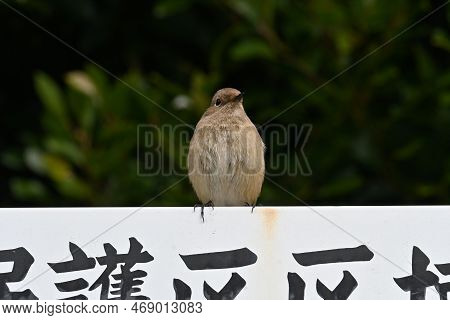 A Female Daurian Redstart Perched On A Sign That Says 'wildlife Sanctuary' In Japanese.