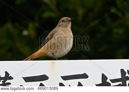 A Female Daurian Redstart Perched On A Sign That Says 'wildlife Sanctuary' In Japanese.