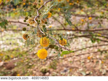 Mimosa Branches With Yellow Flowers Near The Ruins Of The Fortress Wall Of The Ateret Fortress - Met