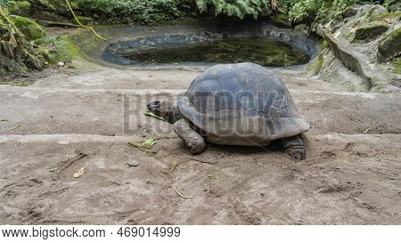 A Giant Turtle  Aldabrachelys Gigantea Walks Along A Dirt Path. The Neck Is Stretched Out, The Head 
