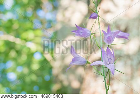 Bellflower Or Campanula Rampumculus Flowers Outdoors In A Nature Background