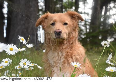 Sweet Yarmouth Toller Sitting In A Field Of Daisies In The Summer.