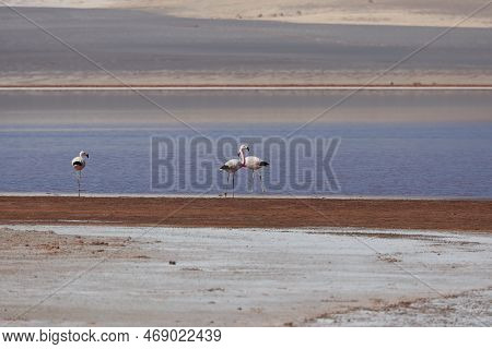 Flamingos In The Laguna Carachi Pampa Biosphere Reserve, Catamarca, Argentina. High Quality Photo