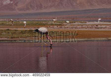 Flamingos In The Laguna Carachi Pampa Biosphere Reserve, Catamarca, Argentina. High Quality Photo
