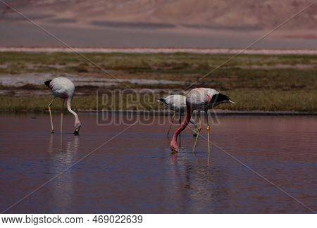 Flamingos In The Laguna Carachi Pampa Biosphere Reserve, Catamarca, Argentina. High Quality Photo