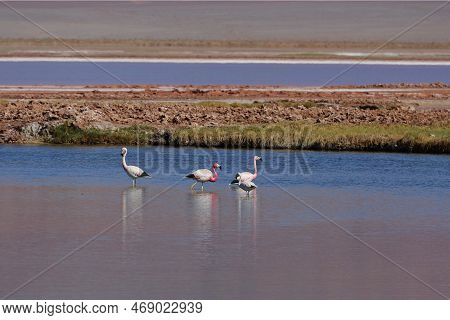 Flamingos In The Laguna Carachi Pampa Biosphere Reserve, Catamarca, Argentina. High Quality Photo