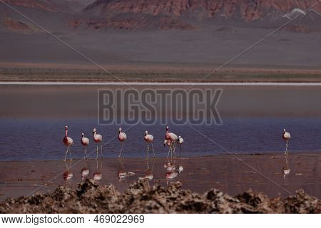 Flamingos In The Laguna Carachi Pampa Biosphere Reserve, Catamarca, Argentina. High Quality Photo