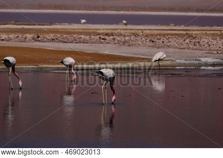 Flamingos In The Laguna Carachi Pampa Biosphere Reserve, Catamarca, Argentina. High Quality Photo
