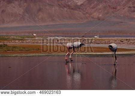 Flamingos In The Laguna Carachi Pampa Biosphere Reserve, Catamarca, Argentina. High Quality Photo