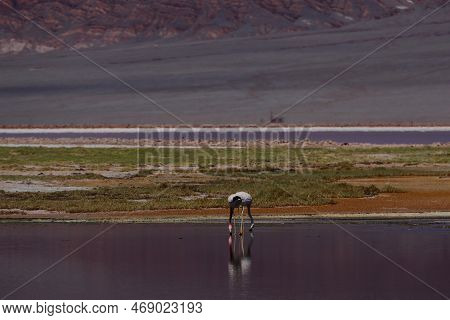 Flamingos In The Laguna Carachi Pampa Biosphere Reserve, Catamarca, Argentina. High Quality Photo