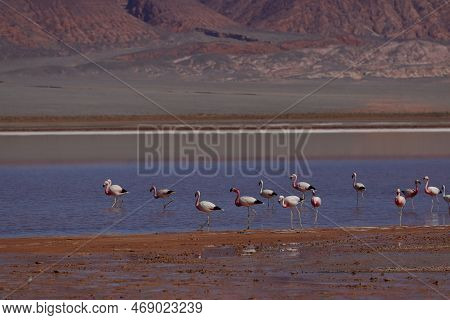 Flamingos In The Laguna Carachi Pampa Biosphere Reserve, Catamarca, Argentina. High Quality Photo