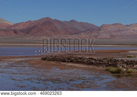 Flamingos In The Laguna Carachi Pampa Biosphere Reserve, Catamarca, Argentina. High Quality Photo