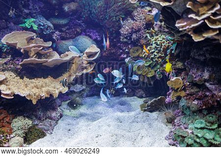 Fishes And Corals Inside A Big Blue Aquarium Tank.