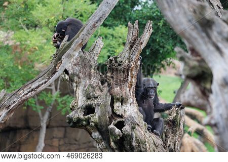 Splendid Exemplar Of Monkey In A Naturalistic Environment.
