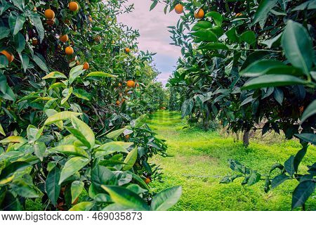 Orange Garden And Ripe Oranges On Tree Branches.