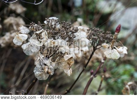 Dead Hortensia Flower In Winter Garden In Holland