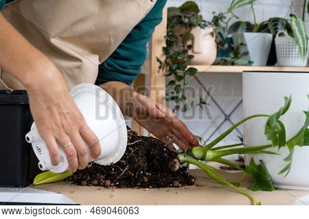 Transplanting A Home Plant Philodendron Into A New Pot. A Woman Plants A Stalk With Roots In A New S