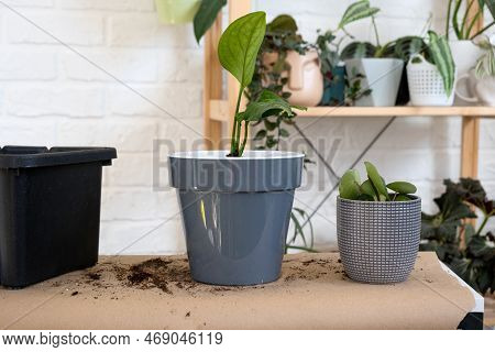 Transplanting A Home Plant Philodendron Into A New Pot. A Woman Plants A Stalk With Roots In A New S