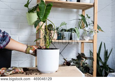 Transplanting A Home Plant Philodendron Into A New Pot. A Woman Plants A Stalk With Roots In A New S