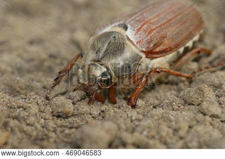Detailed Closeup On A White Haired Cockchafer May-bug Beetle, Melolontha Melolontha, In The Garden