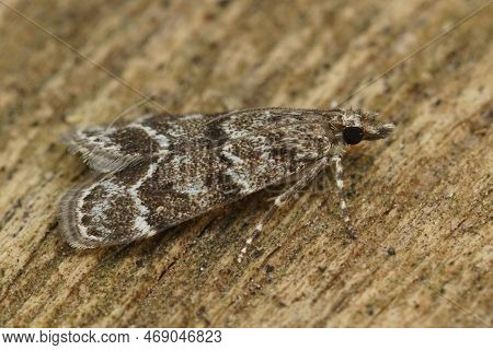 Detailed Closeup On The Black Patterned Micro Crambid Moth, Scoparia Ambigualis, Sitting On Wood