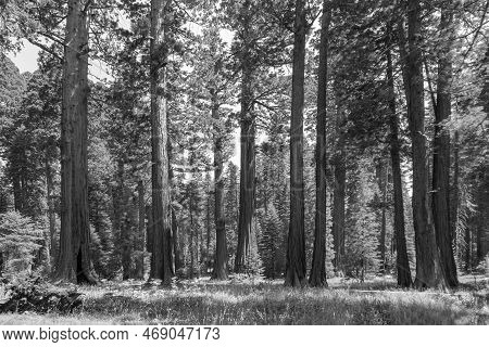 The Famous Big Sequoia Trees Are Standing In Sequoia National Park, Giant Village Area , Big Famous 
