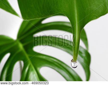 Close Up Of A Monstera Leaf With Water Drop Isolated On White Background, Guttation Of Housplants Co