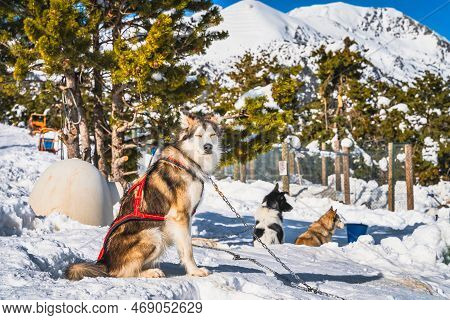 Happy Huskey Dogs Sitting On The Snow, Waiting To Pull Sleigh, Snow Capped Mountains And Forest In B