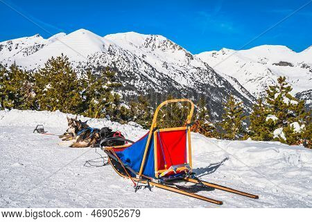 Group Of Huskey In Dog Sledding, Waiting For A Ride, Snow Capped Mountains And Forest In Background.